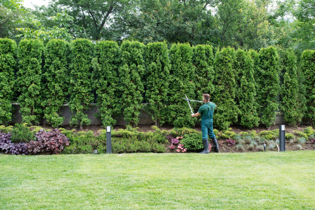 Best Lawn Drainage Solutions  in Dixmoor, IL